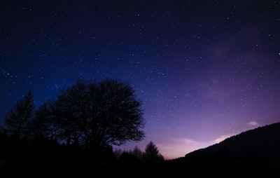 轮廓的树木在星夜数字壁纸
